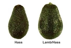 Aguacate Hass y Aguacate Lamb hass